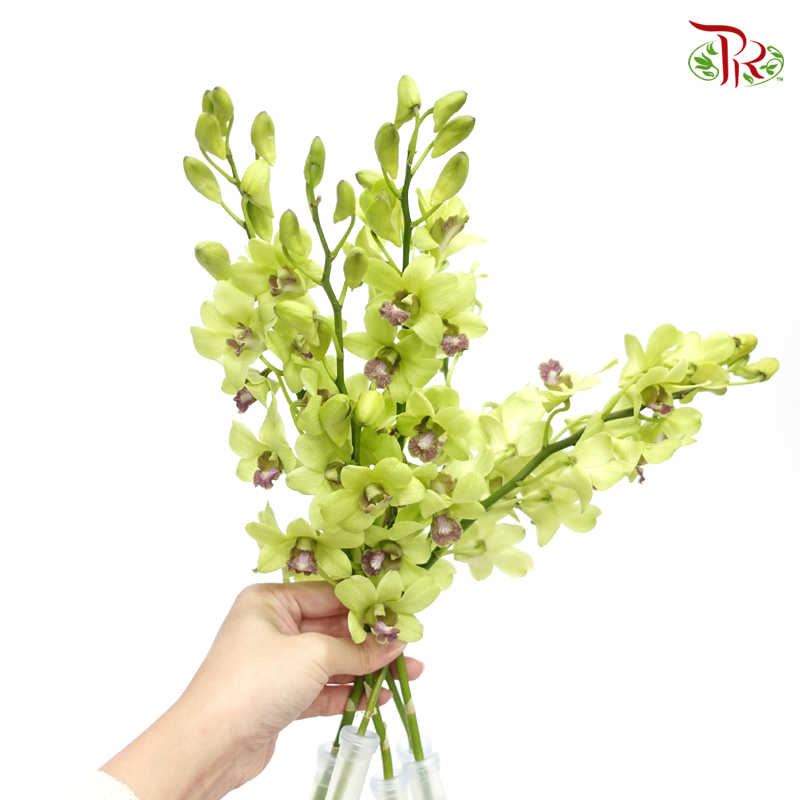 HW - Dendrobium - Orchid Green With Grey Lips (L) (5 Stems)-Green-Malaysia-prflorist.com.my