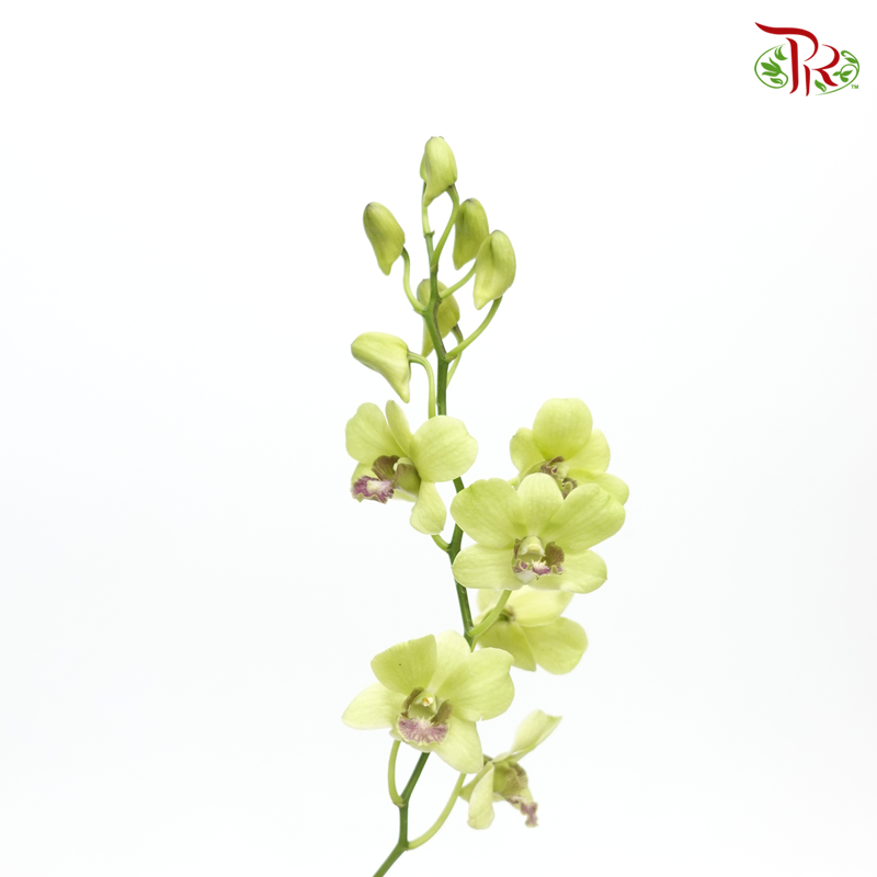 HW - Dendrobium - Orchid Green With Grey Lips (L) (5 Stems)-Green-Malaysia-prflorist.com.my