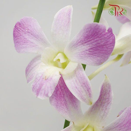 HW - Dendrobium - Orchid Lucy Pink (L) (5 Stems)-Purple-Malaysia-prflorist.com.my