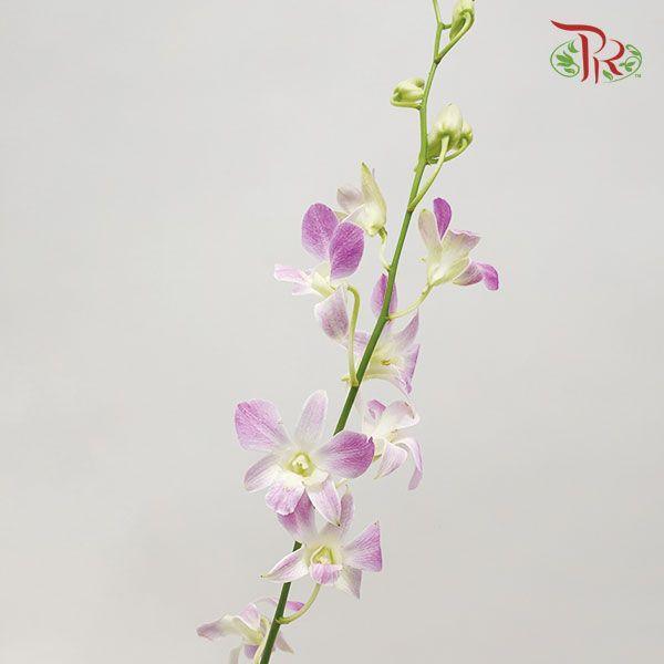 HW - Dendrobium - Orchid Lucy Pink (M) (5 Stems)-Purple-Malaysia-prflorist.com.my