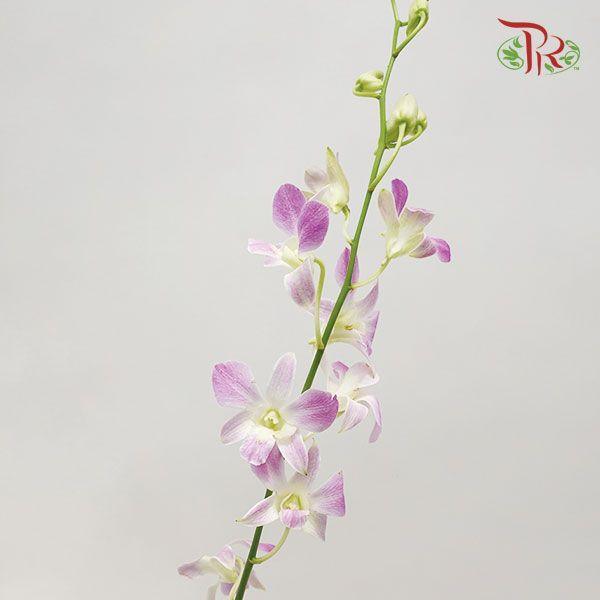HW - Dendrobium - Orchid Lucy Pink (XL) (5 Stems)-Purple-Malaysia-prflorist.com.my