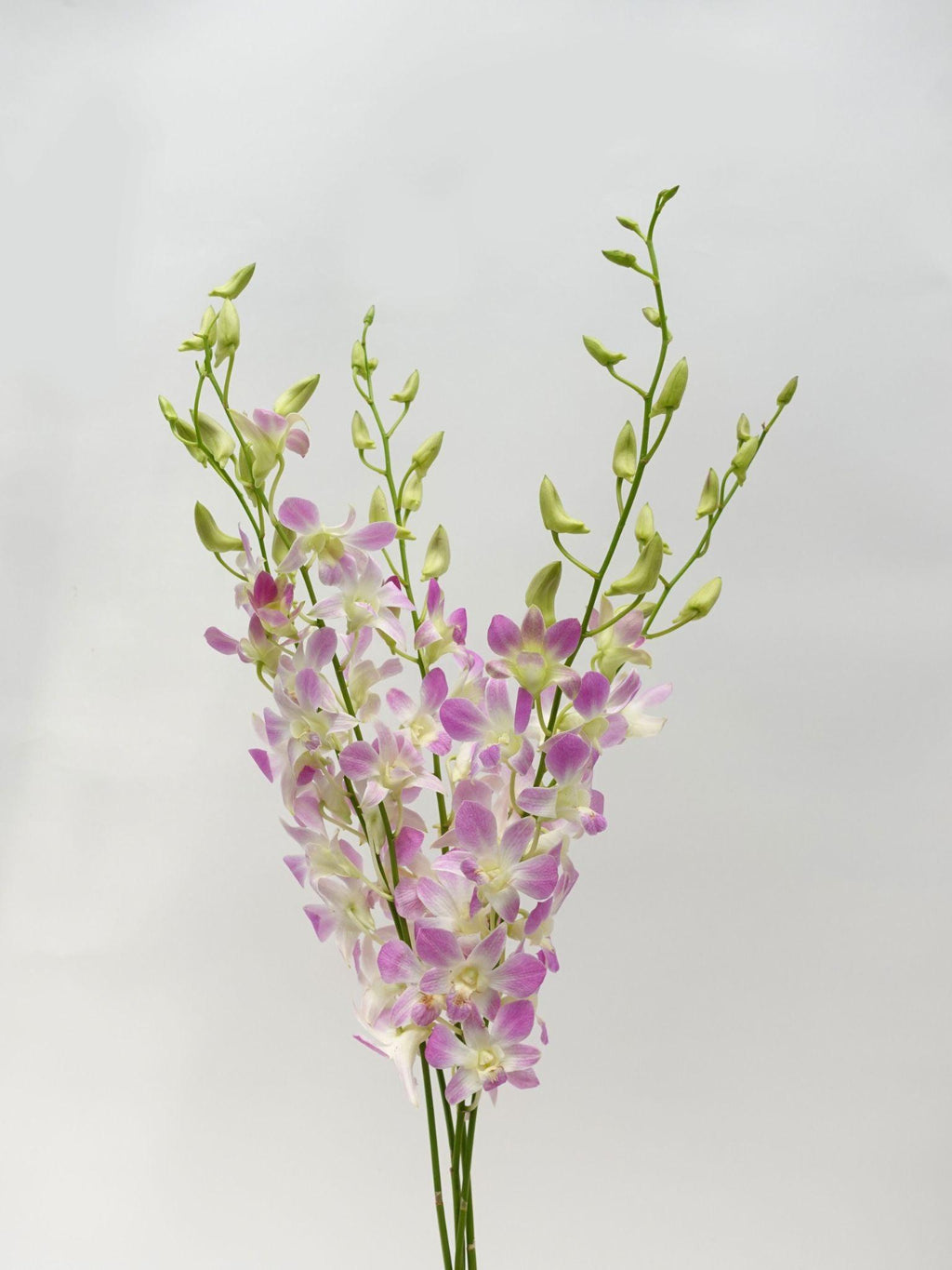 HW - Dendrobium - Orchid Lucy Pink (XL) (5 Stems)-Purple-Malaysia-prflorist.com.my