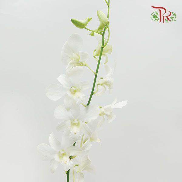 HW - Dendrobium - Orchid White (L) (5 Stems)-White-Malaysia-prflorist.com.my