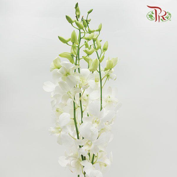 HW - Dendrobium - Orchid White (L) (5 Stems)-White-Malaysia-prflorist.com.my