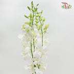 HW - Dendrobium - Orchid White (M) (5 Stems)-White-Malaysia-prflorist.com.my