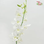 HW - Dendrobium - Orchid White (M) (5 Stems)-White-Malaysia-prflorist.com.my