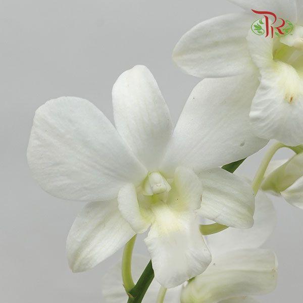 HW - Dendrobium - Orchid White (XL) (5 Stems)-White-Malaysia-prflorist.com.my