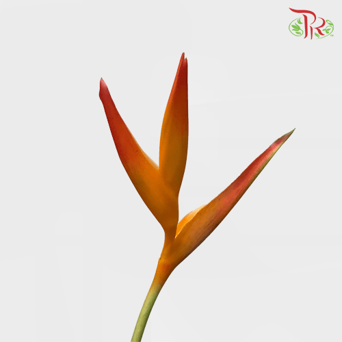 HW - Heliconia - (5 Stems)-Malaysia-prflorist.com.my