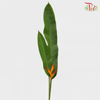 HW - Heliconia - (5 Stems)-Malaysia-prflorist.com.my