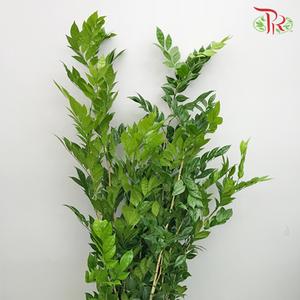 HW - Jasmine Leaf - (Bunch)-Malaysia-prflorist.com.my