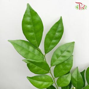 HW - Jasmine Leaf - (Bunch)-Malaysia-prflorist.com.my