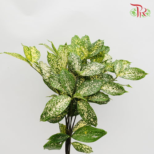 jade plant malaysia Crassula Ovata (Jade Plant) – P80 《玉树》 – Pudu Ria Florist
