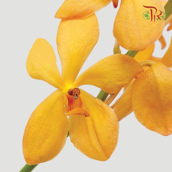 HW - Mokara Bright Orchid (L) - Orange (5 Stems)-Orange-Malaysia-prflorist.com.my