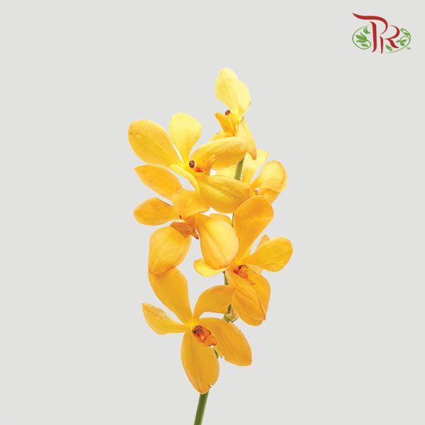 HW - Mokara Bright Orchid (L) - Orange (5 Stems)-Orange-Malaysia-prflorist.com.my