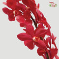 HW - Mokara Hassan Orchid (M) - Red (5 Stems)-Red-Malaysia-prflorist.com.my