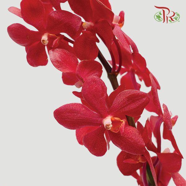 HW - Mokara Hassan Orchid (M) - Red (5 Stems)-Red-Malaysia-prflorist.com.my