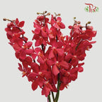 HW - Mokara Hassan Orchid (M) - Red (5 Stems)-Red-Malaysia-prflorist.com.my