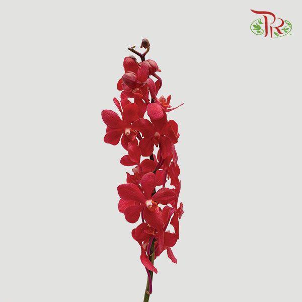HW - Mokara Hassan Orchid (M) - Red (5 Stems)-Red-Malaysia-prflorist.com.my