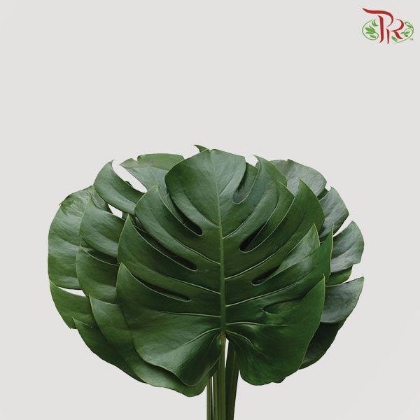 HW - Monstera (L) - 5 Stems-Malaysia-prflorist.com.my