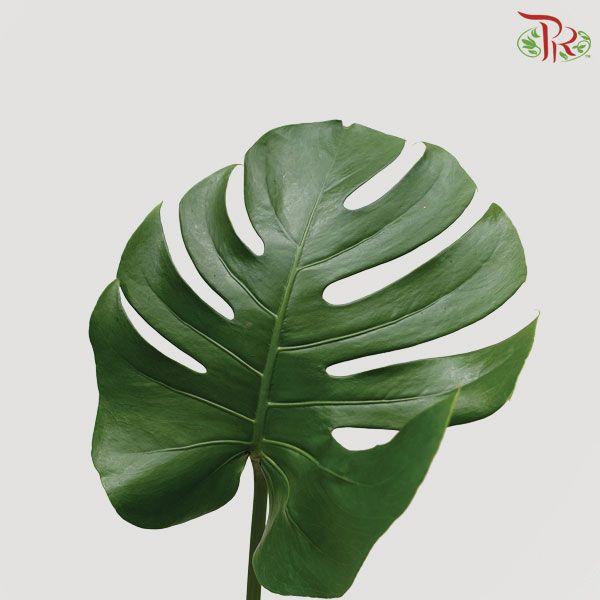 HW - Monstera (L) - 5 Stems-Malaysia-prflorist.com.my