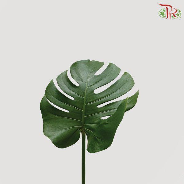 HW - Monstera (L) - 5 Stems-Malaysia-prflorist.com.my