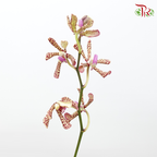 HW Orchid Aranda Green Tiger (S) (5 Stems)-Yellow-Pink-Pudu Ria Florist-prflorist.com.my