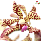 HW Orchid Aranda Yellow Tiger (M) (5 Stems)-Yellow-Pink-Pudu Ria Florist-prflorist.com.my
