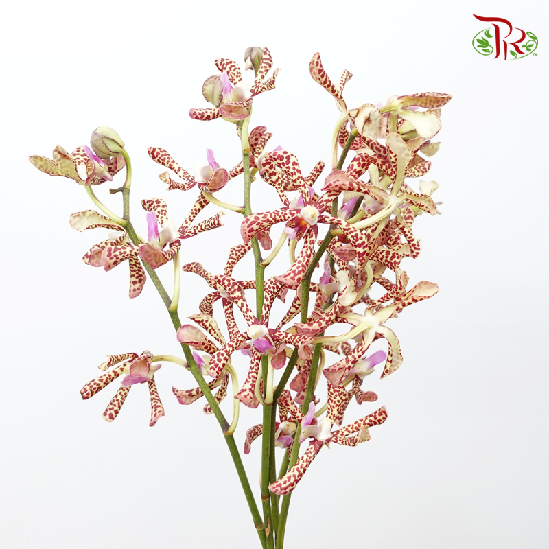 HW Orchid Aranda Yellow Tiger (M) (5 Stems)-Yellow-Pink-Pudu Ria Florist-prflorist.com.my