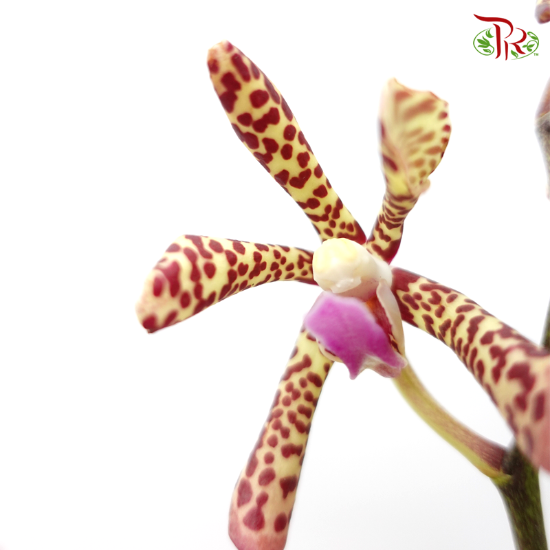 HW Orchid Aranda Yellow Tiger (M) (5 Stems)-Yellow-Pink-Pudu Ria Florist-prflorist.com.my