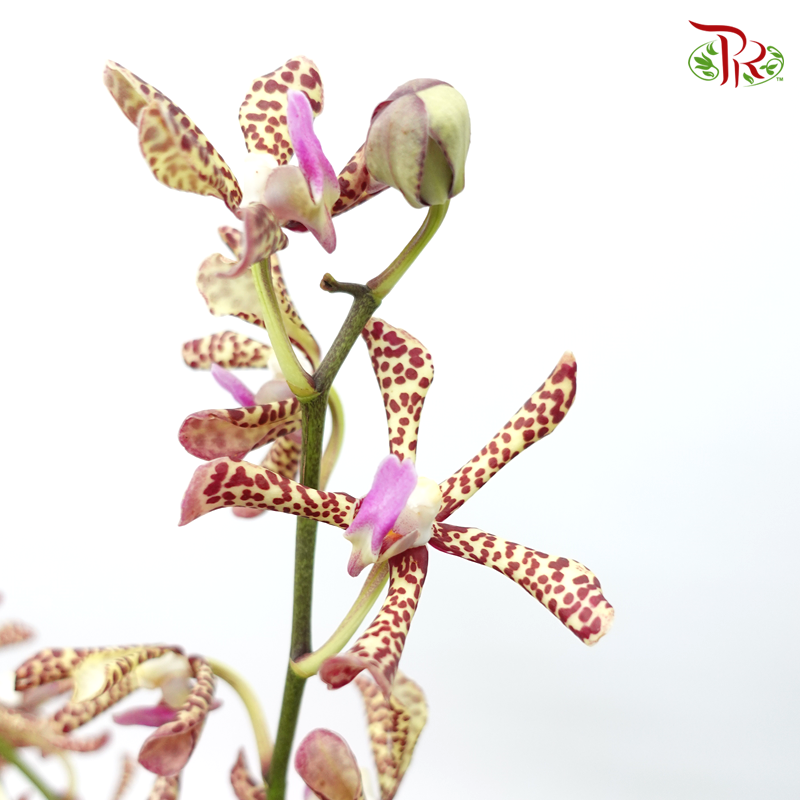 HW Orchid Aranda Yellow Tiger (M) (5 Stems)-Yellow-Pink-Pudu Ria Florist-prflorist.com.my