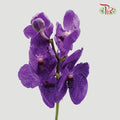 HW - Orchid Vanda Blue (L) (Per Stem)-Pudu Ria Florist-prflorist.com.my
