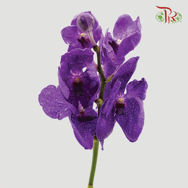 HW - Orchid Vanda Blue (L) (Per Stem)-Pudu Ria Florist-prflorist.com.my