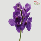 HW - Orchid Vanda Blue (L) (Per Stem)-Pudu Ria Florist-prflorist.com.my