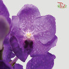 HW - Orchid Vanda Blue (L) (Per Stem)-Pudu Ria Florist-prflorist.com.my