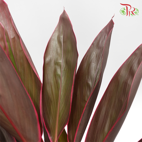 HW - Snow Cordyline Red-Malaysia-prflorist.com.my