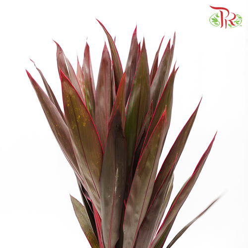 HW - Snow Cordyline Red-Malaysia-prflorist.com.my