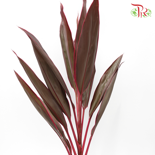 HW - Snow Cordyline Red-Malaysia-prflorist.com.my