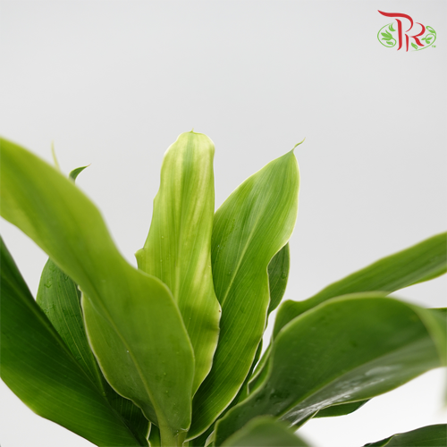 HW - Snow White Cordyline Green (100cm) - 5 Stems-Malaysia-prflorist.com.my