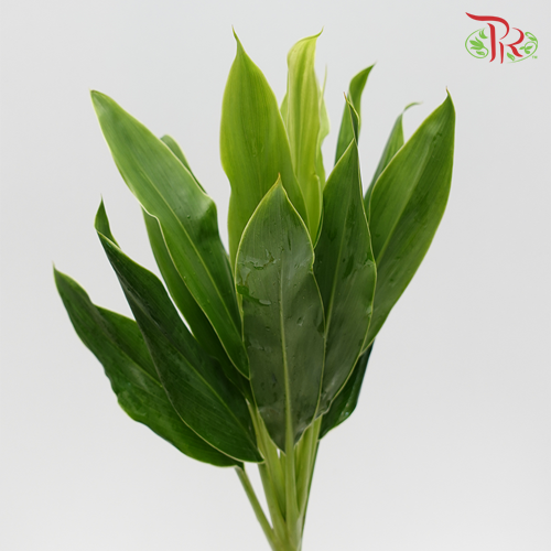 HW - Snow White Cordyline Green (100cm) - 5 Stems-Malaysia-prflorist.com.my