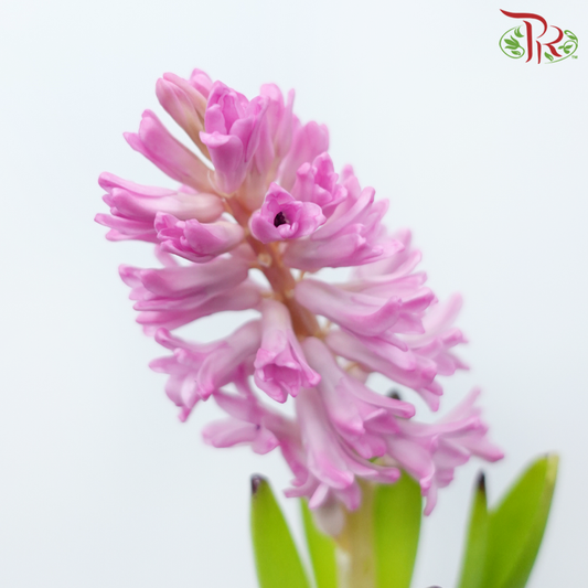 Hyacinthus - Dark Pink (5 Stems) *Fragile-Dark Pink-Netherland-prflorist.com.my