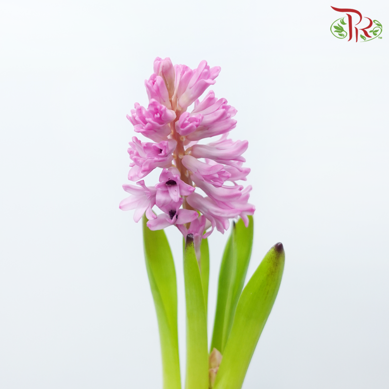 Hyacinthus - Dark Pink (5 Stems) *Fragile-Dark Pink-Netherland-prflorist.com.my