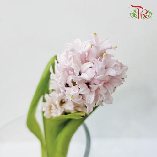 Hyacinthus - Light Pink (5 Stems) *Fragile-Pink-Netherland-prflorist.com.my
