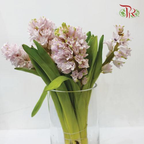 Hyacinthus - Light Pink (5 Stems) *Fragile-Pink-Netherland-prflorist.com.my