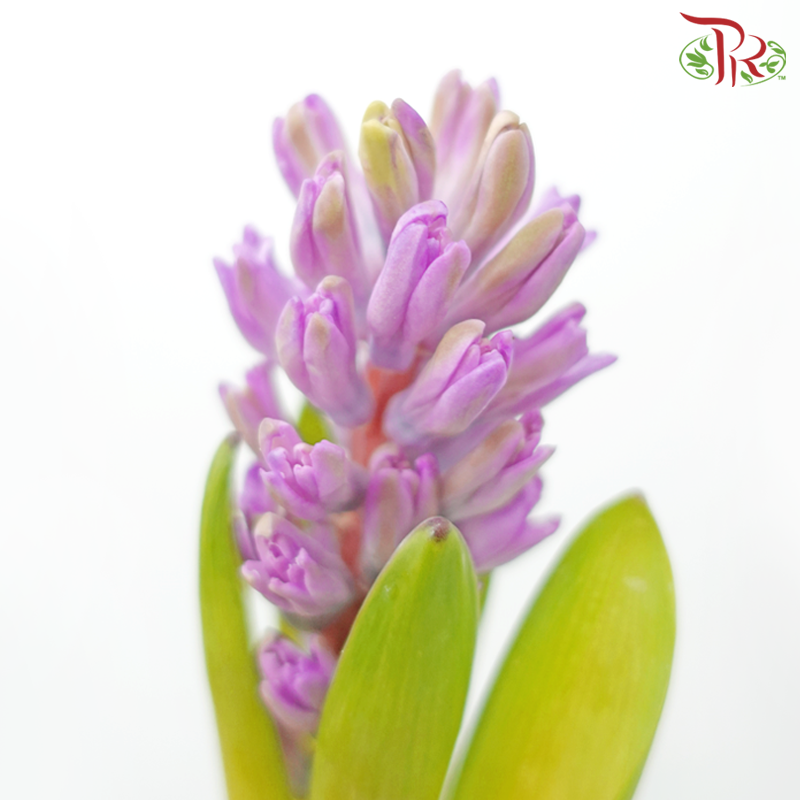 Hyacinthus - Pink Purple (5 Stems) *Fragile-Pink-Netherland-prflorist.com.my