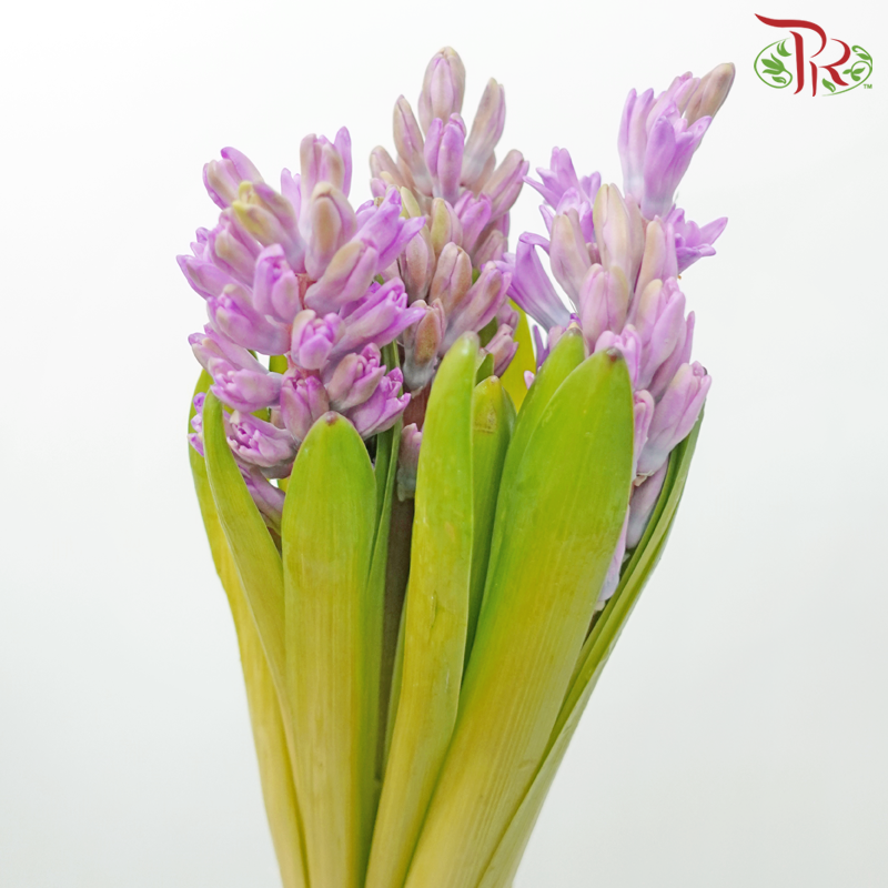Hyacinthus - Pink Purple (5 Stems) *Fragile-Pink-Netherland-prflorist.com.my