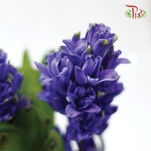 Hyacinthus - Purple (5 Stems) *Fragile-Purple-Netherland-prflorist.com.my