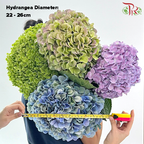 Hydrangea - Autumn Red (Per Stem) **Capitulum Measurement 22-26cm**-Green / Purple-China-prflorist.com.my