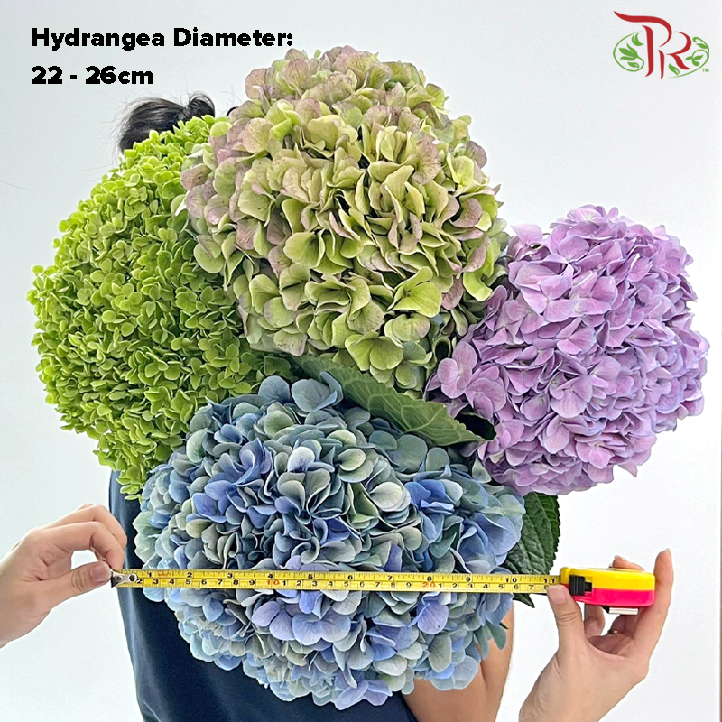 Hydrangea - Autumn Red (Per Stem) **Capitulum Measurement 22-26cm**-Green / Purple-China-prflorist.com.my