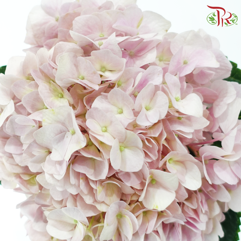 Hydrangea Baby Pink - (Per Stem) **Capitulum Measurement 14-16cm**-China-prflorist.com.my