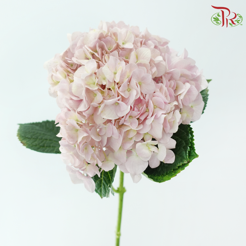 Hydrangea Baby Pink - (Per Stem) **Capitulum Measurement 14-16cm**-China-prflorist.com.my